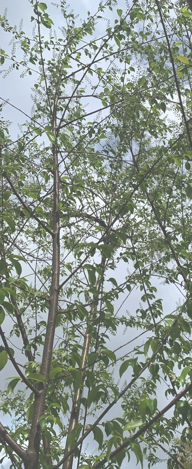 10 Live Black Cherry Tree Cuttings 10” + Edible New Young Ends Prunus Serotina - Image 3 of 4