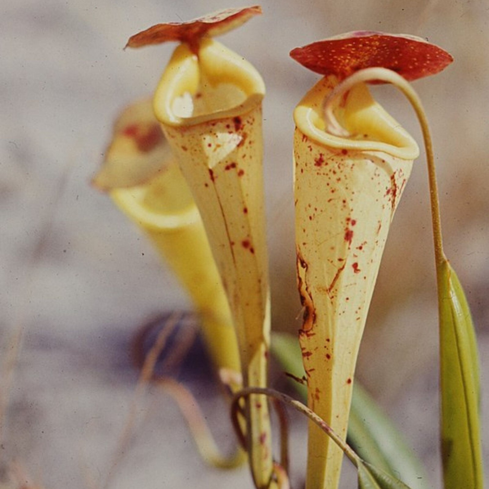 Semillas raras Nepenthes Madagascariensis planta carnívora - impresionante planta jarra