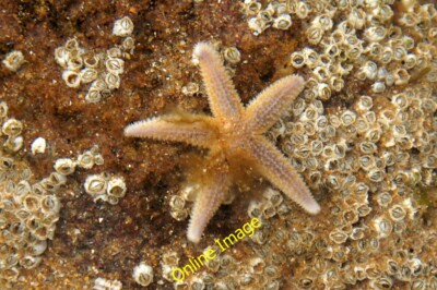 Foto 6x4 Gemeiner Seestern (Asterias rubens), Embo Strand Ein gemeinsames Mitglied c2014