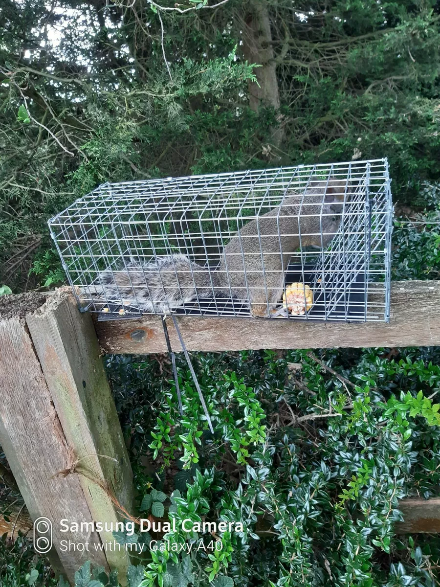 2 x Squirrel/ Rat Trap, catch-alive. Unique to us, made in the UK, safe to  use