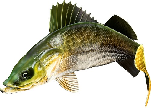 Walleye Beautiful Vinyl Sticker Fish Decals for Boat Car Vehicle Truck Fishing - Bild 8 von 13