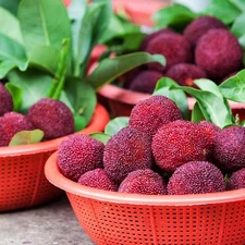 Bayberry Fragrance Oil Candle/Soap Making Supplies **Free Shipping **