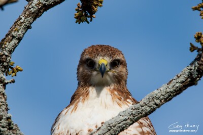 Photography Print Hawk, Red-Tailed Hawk | eBay