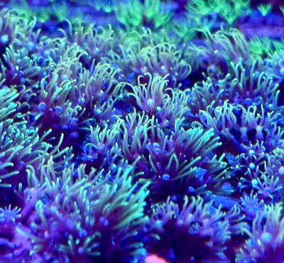 live coral Green Star Polyps 