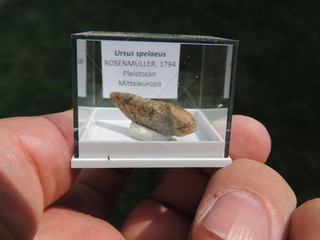Zahn vom Höhlenbär (Ursus spelaeus) aus Mitteleuropa