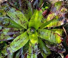 Neoregelia bromeliad-Ninja- Green Purple Speckled Broadleaf Foliage Large