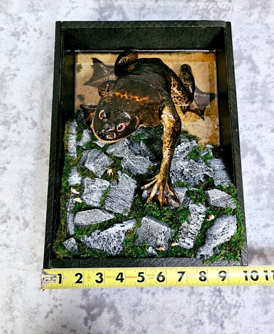 Loveland Frogman- Real Taxidermy Frog, the Famed Cryptid of Ohio