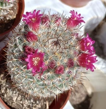 Mammillaria rhodantha mccartenii Balloon Shape Cactus Pink Flowers 40