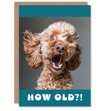 Birthday Card Surprised Cockapoo Dog Photo How Old Funny Joke Cheeky Animal