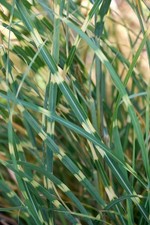 20+ semillas de hierba de doncella abigarrada Miscanthus Sinensis Zebrinus HIERBA CEBRA