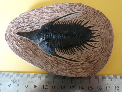 Moulage de trilobite psychopyge élegans Matériel padagogique pour étude - Photo 1/2