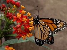 Blood Flower Seeds, Tropical Milkweed, Mexican Butterfly Weed, FREE SHIPPING