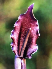 TYPHONIUM (SAUROMATUM) GIGANTEUM Bulb, Giant Voodoo Lily (Amorphophallus)