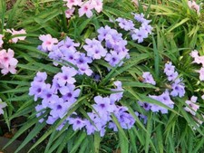 6 petunia dwarf ruellia  live plants 6 purple flowers