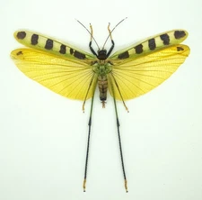 Hopper-Orthoptera - Orthoptera sp -Colorful  Yellow Hopper  (YH85) - Malaysia