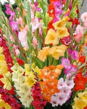 8 Mixed Color Gladiola Bulbs