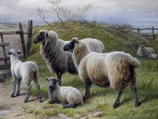 Sheep Lambs C. Jones Tile Mural Kitchen Bathroom Wall Backsplash Marble Ceramic