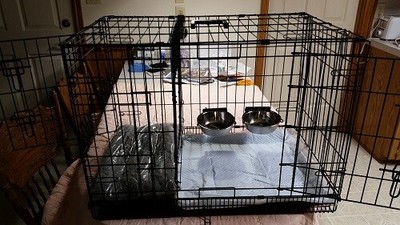 dog crate with divider for potty training