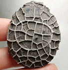 Natural Gobi Agate "Tortoise Back Pattern" Stone Moire Stone Collection Specimen