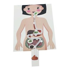 Human Digestive System Model, Human Body Parts, Early Education, 3D Puzzle for