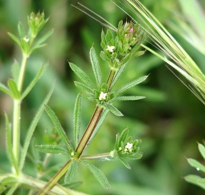 Foto 6x4 Cleavers (Galium aparine) Rockland St Mary Cleavers sind jährlich c2017