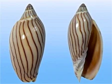 Volutidae, Amoria ellioti, Port Hedland, W. Australia, 63.1 mm, GREAT SPECIMEN