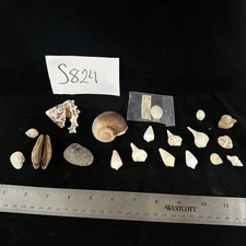 Tiny Seashells Lot Of 18 Mixed Types & Variety (S824)