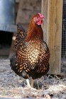 Chicken Hatching Eggs Mixed Colors Assorted Color Variety Photo Listing — photo 4