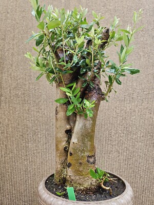 Old European Olive Bonsai Tree,,, SALE | eBay