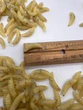 100-7/8" -crappie panfish-scented-spikes-grubs-soft plastic wax worms-maggots