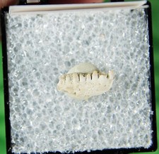 Captorhinus aguti - Lawtom, OK