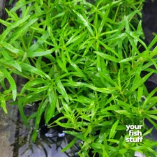 Pogostemon Stellatus Octopus Live Aquarium Plants  **BUY 1 GET 1 at 50% OFF* POT