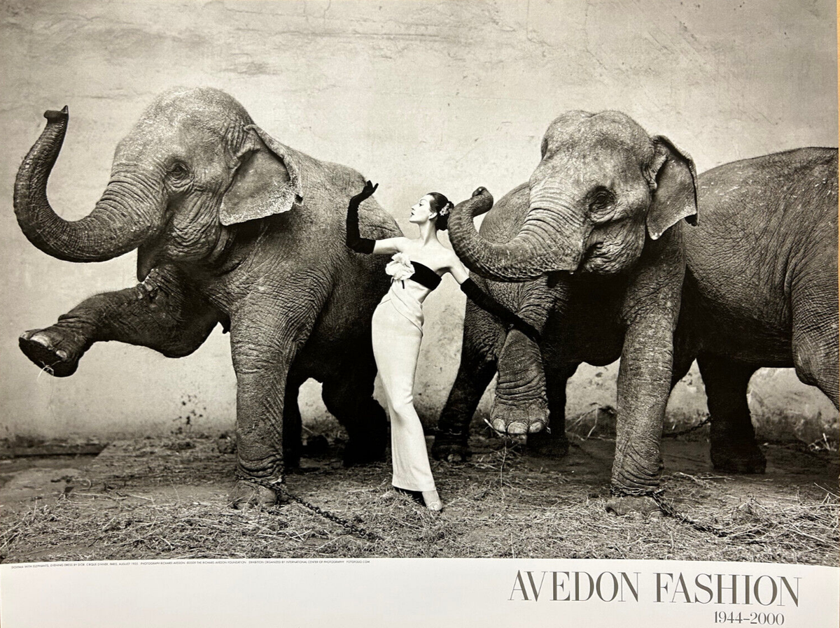 Dovima with Elephants, Evening Dress by Dior 1955 Richard Avedon Art Print  23x30 | eBay