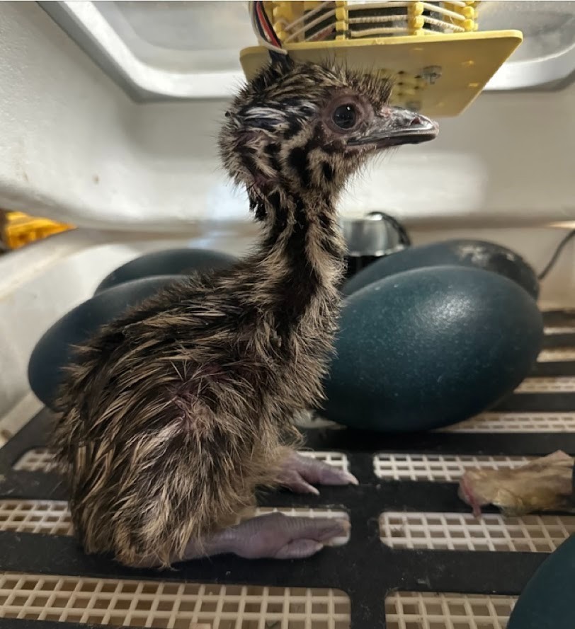 FERTILE EMU EGGS (2) - PROVEN BREEDERS MIXED DNA - SHIPS VIA PRIORITY MAIL