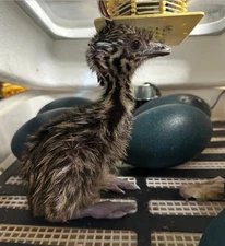 FERTILE EMU EGGS (2) - PROVEN BREEDERS MIXED DNA - SHIPS VIA PRIORITY MAIL