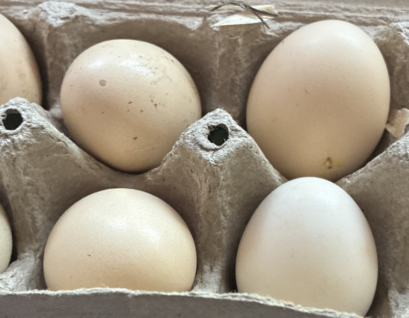 Silkie/satin Chicken Hatching Eggs, chance of Naked neck, chance of frizzle 12