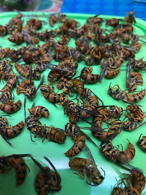 Real Bees 2 Large Queen +12 worker Southwestern yellowjacket Wet SPECIMEN INSECT