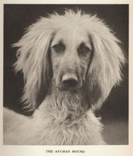 Afghan Hound Head Study P - CUSTOM MATTED - 1...