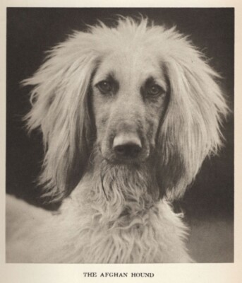 Afghan Hound Head Study ''P'' - CUSTOM MATTED - 1931 Vintage Dog ''Photo'' Print