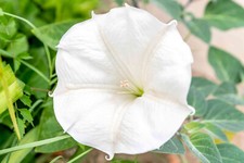 25 WHITE MOONFLOWER MORNING GLORY SEEDS  FRESH HARVEST FOR GARDENS