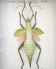 Heteropteryx dilatata -Spread Female Jungle Nymph Winged Phasmid Stick Insect