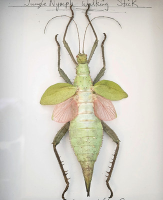 Heteropteryx dilatata -Spread Female Jungle Nymph Winged Phasmid Stick Insect