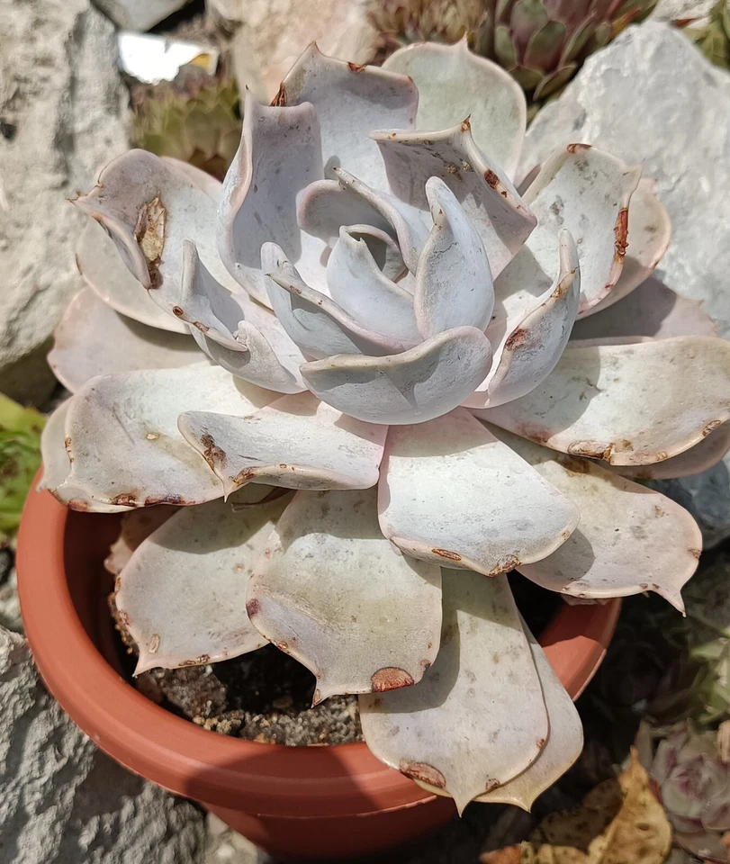 Echeveria lilacina big rare succulent cactus cacti live plant free gift - Image 4 of 4