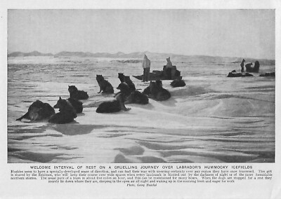 WELCOME REST LABRADOR HUSKIES ICE FIELDS ESKIMO c 1920 BOOK ILLUSTRATION PRINT