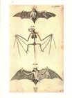 Cabinet of Curiosity Board Poster A3 Animal Anatomy Skeleton Bat