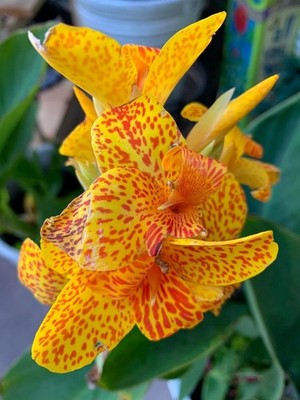 Pretty Imported Double Canna Lily Doted MustardColour Flower Bulb Pack Of 3 Bulb