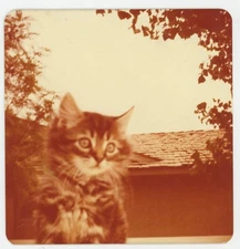 Kitten Tabby Cat Close-Up Cute House Roof VTG Snapshot Photo 1970s