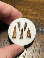 5 Dinosaur Age Pterosaur Teeth Tooth Fossil Kem Kem Beds Morocco Flying Reptile