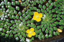 Mosaic Plant  Ludwigia Sedioides 4 plants- Easy Live Aquarium Pond Aquatic