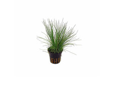 BUY 2 GET 1 FREE 5 Pack Dwarf Hairgrass Eleocharis Parvula Aquarium Plants